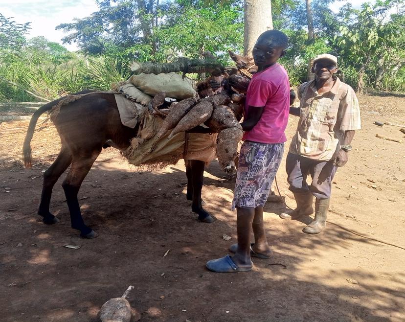 Transport de manioc au niveau de l'atelier-entreprise de Wandéa