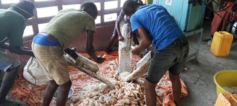 Râpage de manioc à l'atelier-entreprise de Mocaneuf