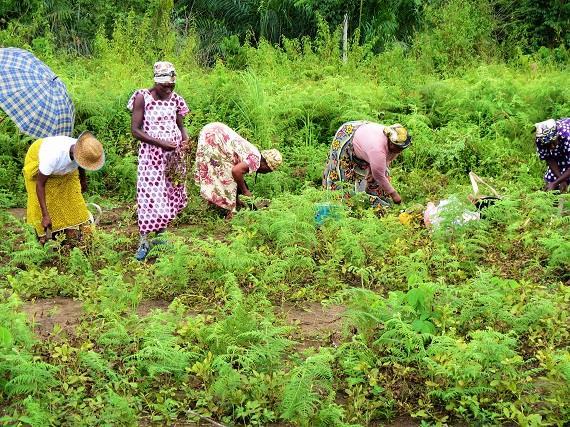 Femmes et développement rural — GADRU Haïti